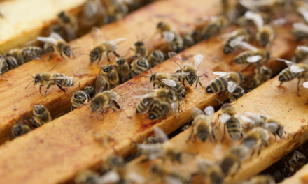 AL VIA IN TOSCANA IL 36° CONGRESSO DELL’APICOLTURA