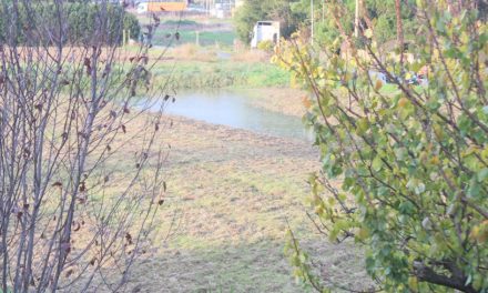 MALTEMPO, LA REGIONE: “LE AZIENDE AGRICOLE CHE HANNO RIPORTATO DANNI POTRANNO SEGNALARLI SU ARTEA”