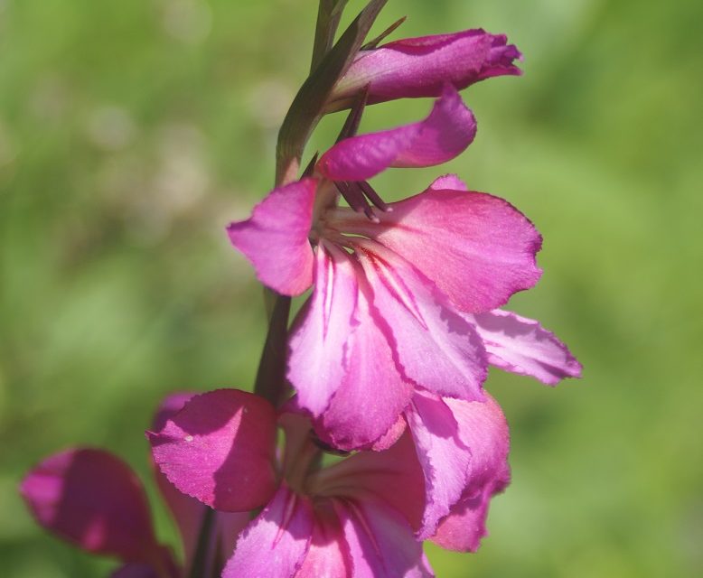 “IN RIVA AL LAGO ALBERTO DI GUASTICCE TROVATI TRE ESEMPLARI FIORITI DI GLADIOLUS PALUSTRIS GAUDIN”