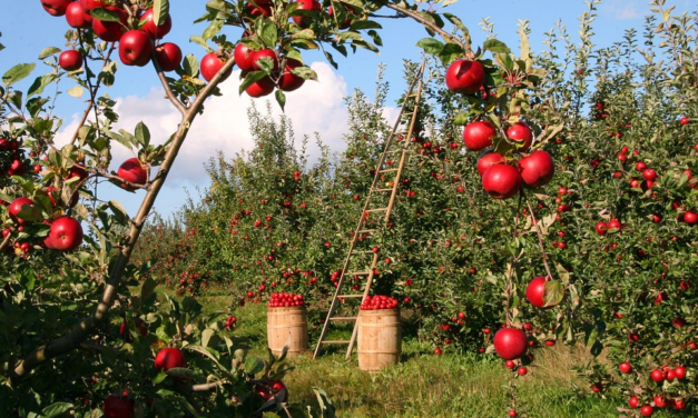 STANZIATI 18 MILIONI DI EURO PER SOSTENERE I GIOVANI CHE VOGLIONO DAR VITA AD UN’IMPRESA AGRICOLA