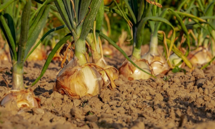 IN ARRIVO DALLA REGIONE 5,4 MILIONI PER LA DIVERSIFICAZIONE DELLE AZIENDE AGRICOLE