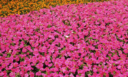 SETTORI FLORICOLO E OVICAPRINO: LA REGIONE STANZIA 3,6 MILIONI DI EURO