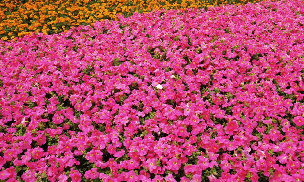 SETTORI FLORICOLO E OVICAPRINO: LA REGIONE STANZIA 3,6 MILIONI DI EURO