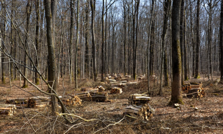 6 WEBINAR PER LE IMPRESE DELLA FILIERA AGROALIMENTARE E DELL’EDILIZIA