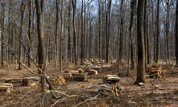 6 WEBINAR PER LE IMPRESE DELLA FILIERA AGROALIMENTARE E DELL’EDILIZIA
