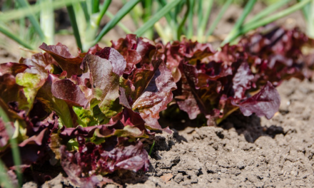 “100.000 ORTI IN TOSCANA”: PUBBLICATO IL NUOVO BANDO