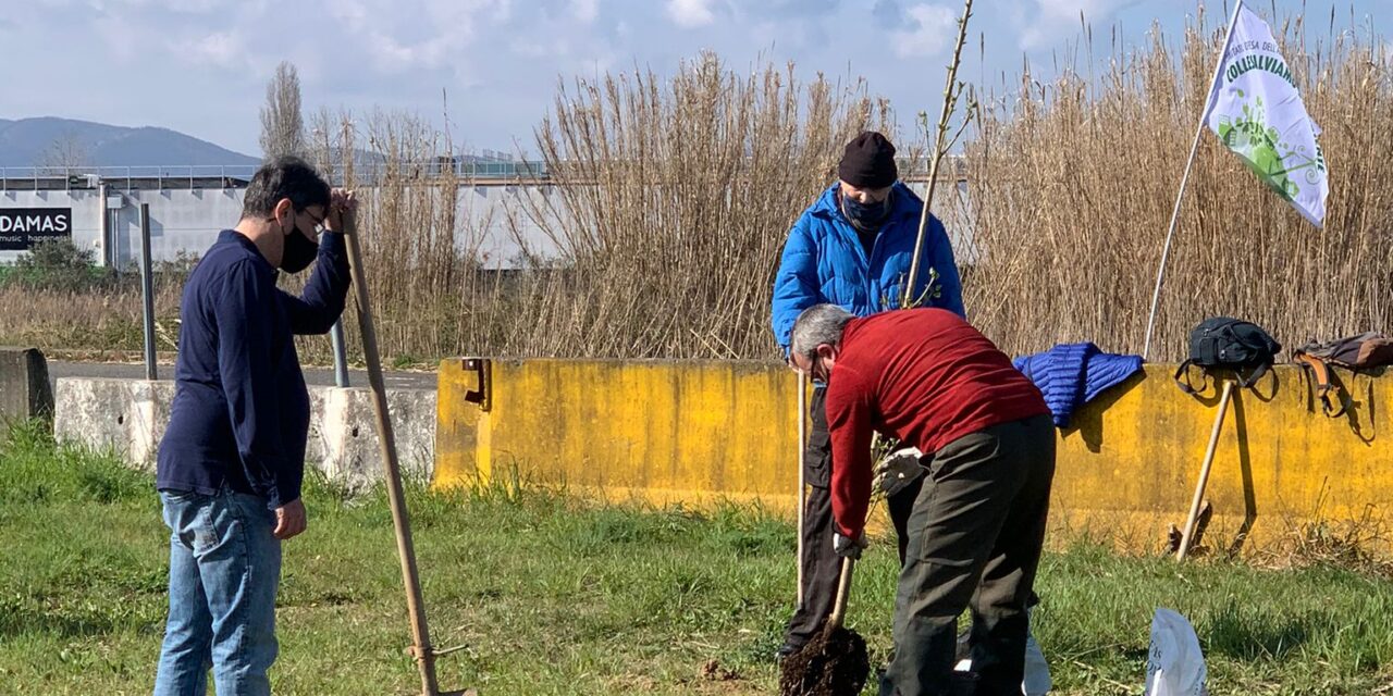 “COLLESALVIAMO L’AMBIENTE” PIANTA 2 GIOVANI ALBERI LUNGO LA PISTA VICARELLO-COLLESALVETTI