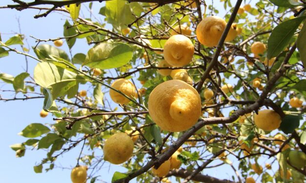 LA CAMERA DI COMMERCIO ASSEGNA VOUCHER ALLE IMPRESE AGRICOLE PER SOSTENERE LA GREEN ECONOMY