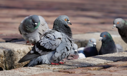 VIETATO DAR DA MANGIARE A PICCIONI E ALTRI UCCELLI: LO PRESCRIVE UN’ORDINANZA DEL COMUNE DI COLLESALVETTI