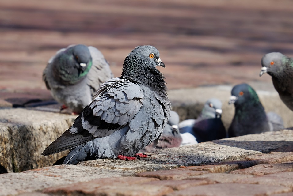 VIETATO DAR DA MANGIARE A PICCIONI E ALTRI UCCELLI: LO PRESCRIVE UN’ORDINANZA DEL COMUNE DI COLLESALVETTI