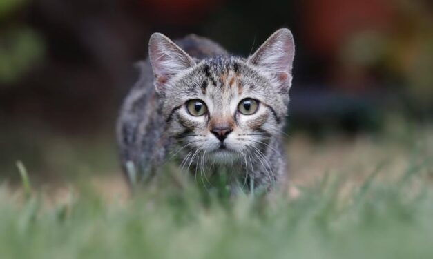 MINA, SCOMPARSA GATTINA A COLLESALVETTI. L’APPELLO DI KATIA FANTOZZI PER RITROVARLA