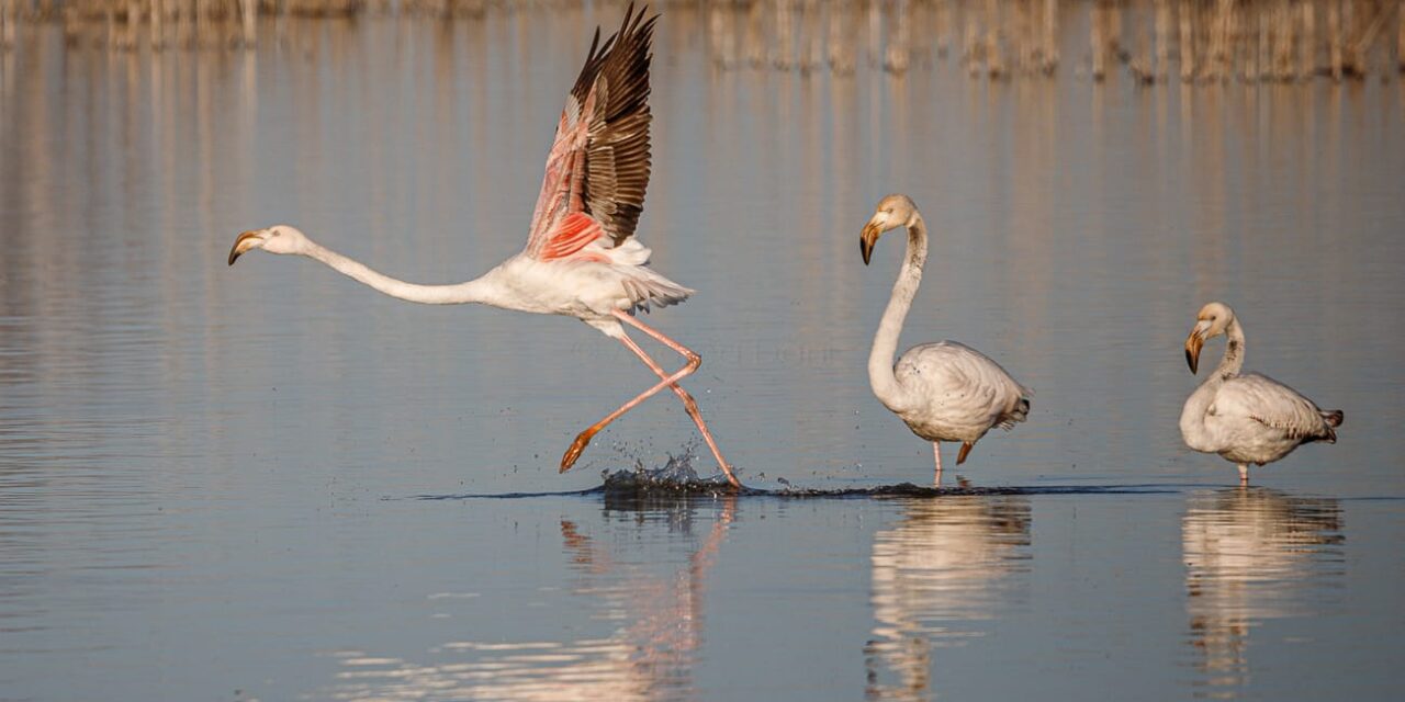 LO SPETTACOLO DELLA NATURA ALL’OASI DELLA CONTESSA FRA STAGNO E GUASTICCE: IL VOLO DEI FENICOTTERI ROSA