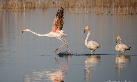 LO SPETTACOLO DELLA NATURA ALL’OASI DELLA CONTESSA FRA STAGNO E GUASTICCE: IL VOLO DEI FENICOTTERI ROSA