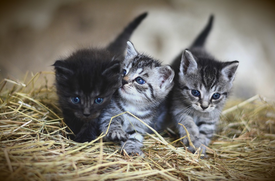 GUASTICCE: «LA COLONIA FELINA NEL MIO GIARDINO, LE PERSONE CHE SE NE OCCUPANO E IL FUTURO DI QUESTI GATTI»
