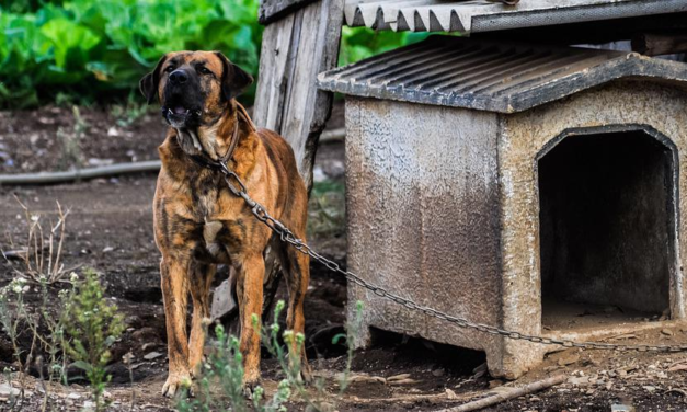 RISCHIO INCENDI: VIETATO TENERE CANI ALLA CATENA IN TUTTA LA TOSCANA