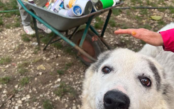 LE UGOPIADI “IN SALSA MEDIEVALE” DI GUASTICCE HANNO PERMESSO DI RACCOGLIERE 300 SCATOLETTE DI CIBO PER CANI