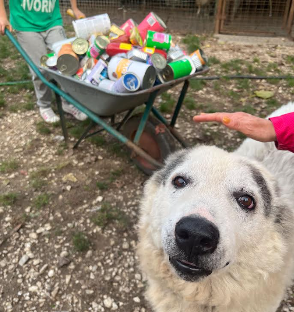 LE UGOPIADI “IN SALSA MEDIEVALE” DI GUASTICCE HANNO PERMESSO DI RACCOGLIERE 300 SCATOLETTE DI CIBO PER CANI