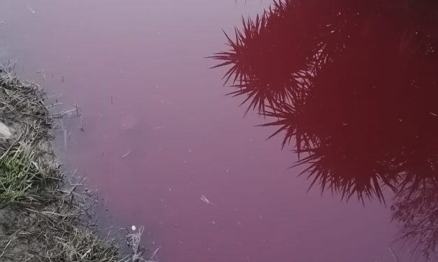 INTERVENTO IMMEDIATO SUL FOSSO CATERATTO DI STAGNO: EMERGENZA PER ANOMALIE DI COLORAZIONE