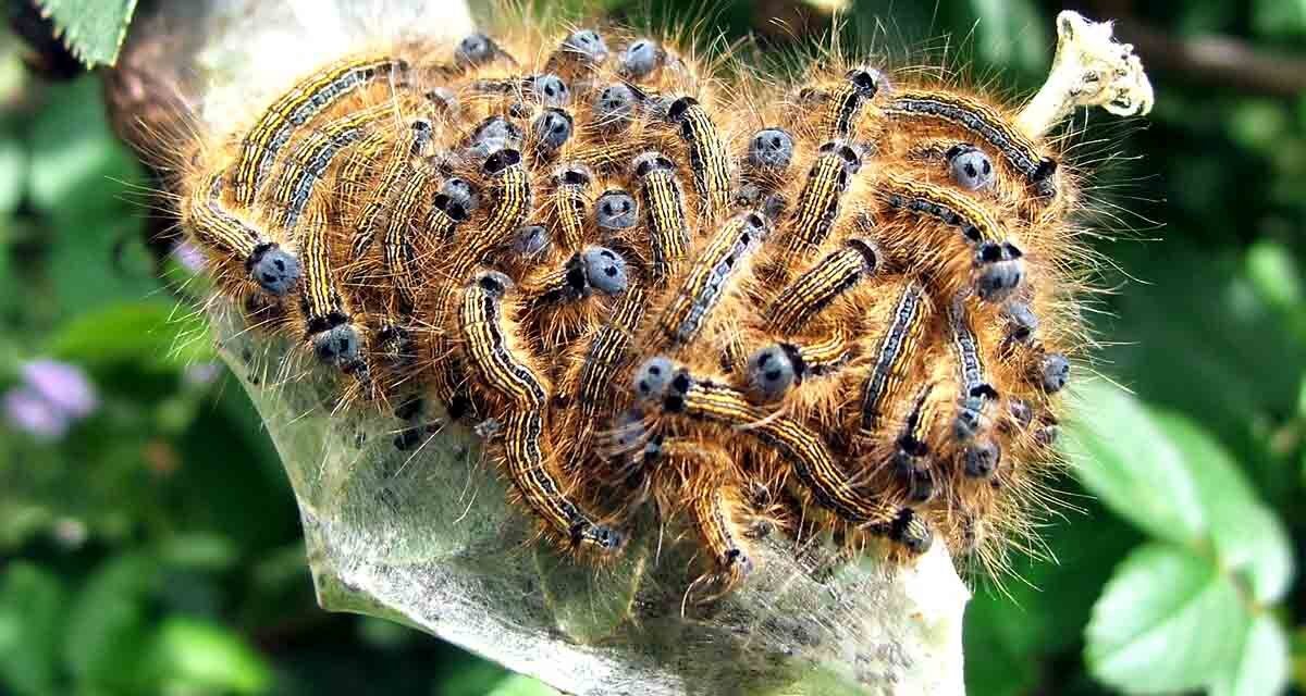 INFESTAZIONI DI PROCESSIONARIA ED EUPROTTIDE: SCATTA L’OBBLIGO DI ISPEZIONE E INTERVENTO