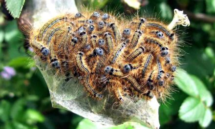 INFESTAZIONI DI PROCESSIONARIA ED EUPROTTIDE: SCATTA L’OBBLIGO DI ISPEZIONE E INTERVENTO