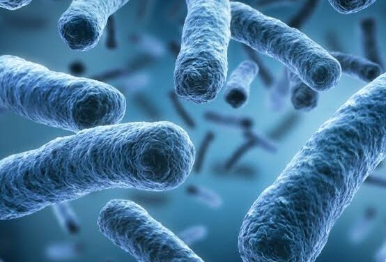 LEGIONELLA NELL’ACQUA: CHIUSA LA SCUOLA DELL’INFANZIA DI GUASTICCE