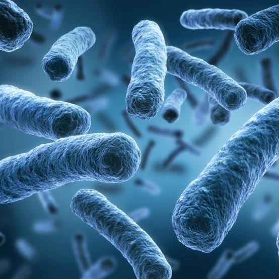 LEGIONELLA NELL’ACQUA: CHIUSA LA SCUOLA DELL’INFANZIA DI GUASTICCE
