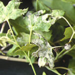 A STAGNO AL VIA IL TRATTAMENTO DEI PLATANI INFESTATI: INTERVENTO FITOSANITARIO LUNGO CORSO ITALIA