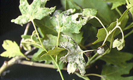 A STAGNO AL VIA IL TRATTAMENTO DEI PLATANI INFESTATI: INTERVENTO FITOSANITARIO LUNGO CORSO ITALIA