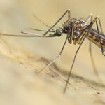 CIRCOLAZIONE DEI VIRUS DELLA WEST NILE DISEASE E DELL’USUTU: LA NOTA DELL’ASL