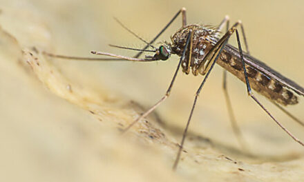 CIRCOLAZIONE DEI VIRUS DELLA WEST NILE DISEASE E DELL’USUTU: LA NOTA DELL’ASL